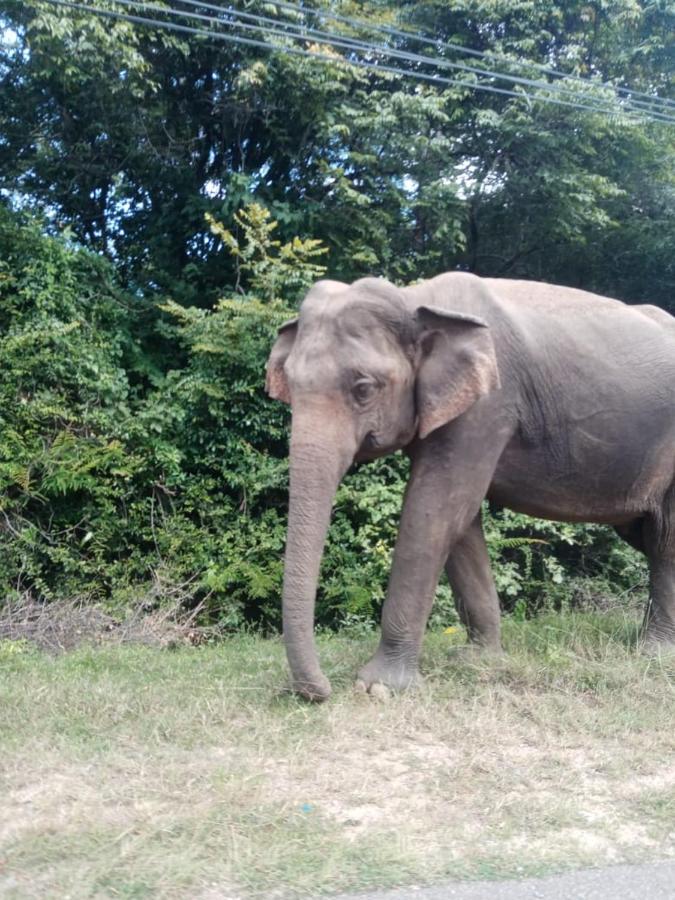Sigiriya Village Home Stay Экстерьер фото